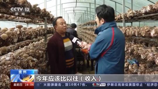 種蘑菇、養(yǎng)駱駝...。。特色產(chǎn)業(yè)助力鄉(xiāng)村振興走新路