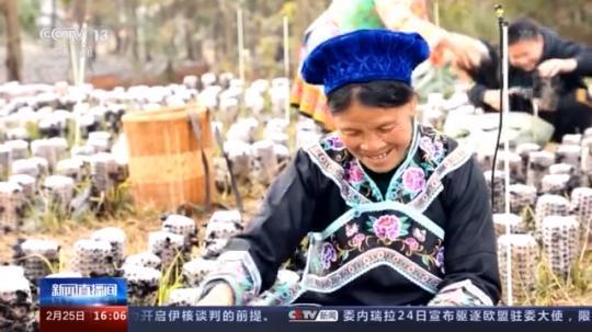 種蘑菇、養(yǎng)駱駝...。。特色產(chǎn)業(yè)助力鄉(xiāng)村振興走新路