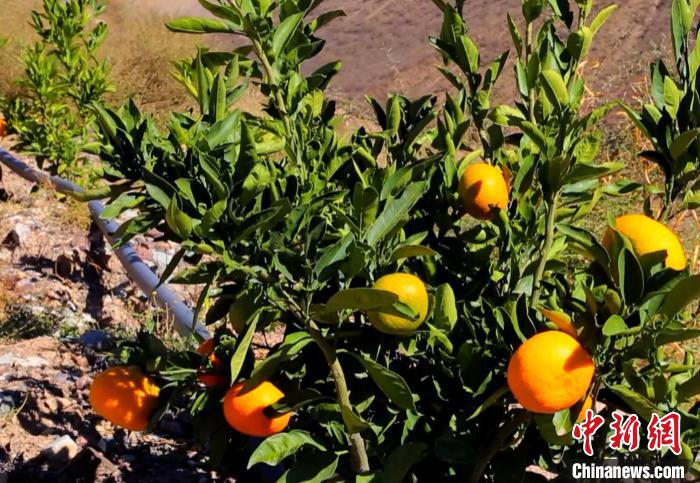 昌都芒康縣依托“兩江流域”干熱河谷地帶地理優(yōu)勢(shì)將康巴蜜橘、蘋果、甜石榴、葡萄、蜜桃等經(jīng)濟(jì)林木種植?！〔际忻⒖悼h委宣傳部供圖