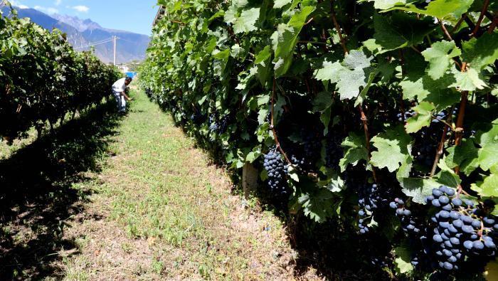 昌都芒康縣依托“兩江流域”干熱河谷地帶地理優(yōu)勢(shì)將康巴蜜橘、蘋果、甜石榴、葡萄、蜜桃等經(jīng)濟(jì)林木種植?！〔际忻⒖悼h委宣傳部供圖