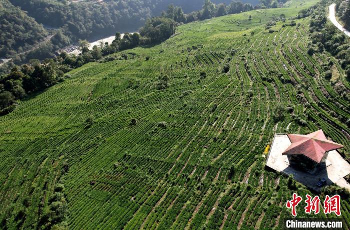 圖為西藏林芝市墨脫縣果果塘大拐彎附近的茶田。(無(wú)人機(jī)照片) 李林 攝