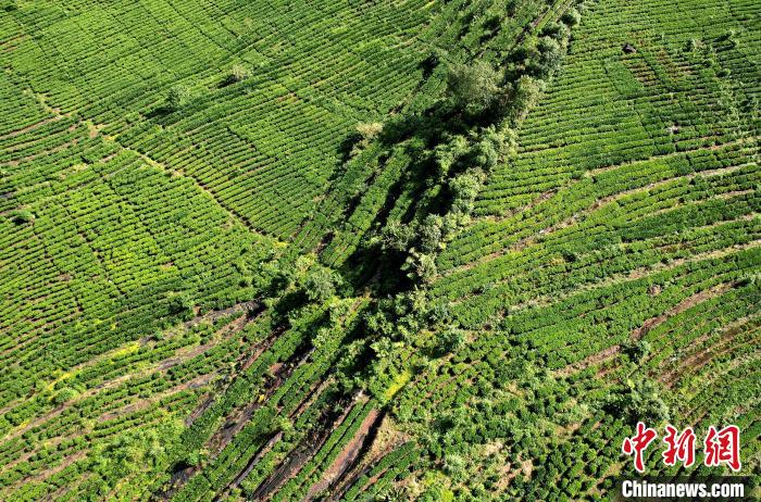 圖為西藏林芝市墨脫縣果果塘大拐彎附近的茶田。(無(wú)人機(jī)照片) 李林 攝