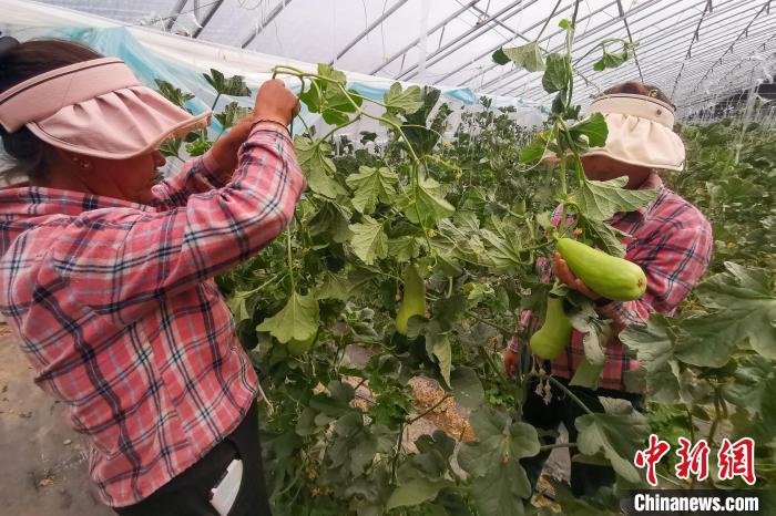 工作人員打理高原溫室大棚。　劉建軍 攝