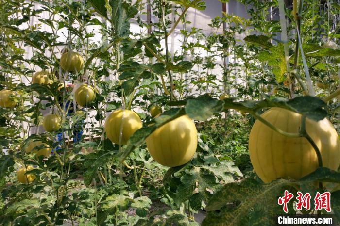 圖為康馬縣大棚內(nèi)的金太陽西瓜?！⒔ㄜ?攝