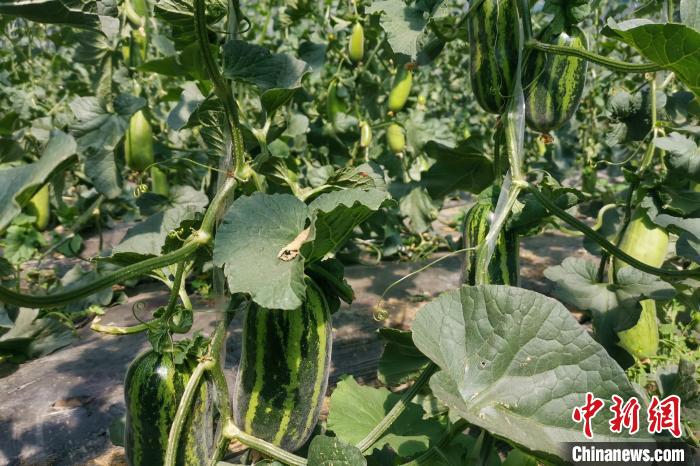 圖為西藏康馬縣大棚內(nèi)的博洋九號(hào)甜瓜?！⒔ㄜ?攝