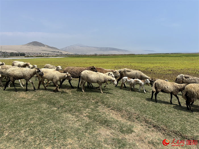 當?shù)貢r間11月15日，羊群在錢凱港附近的圣羅莎濕地棲息。人民網(wǎng)記者 周雨攝