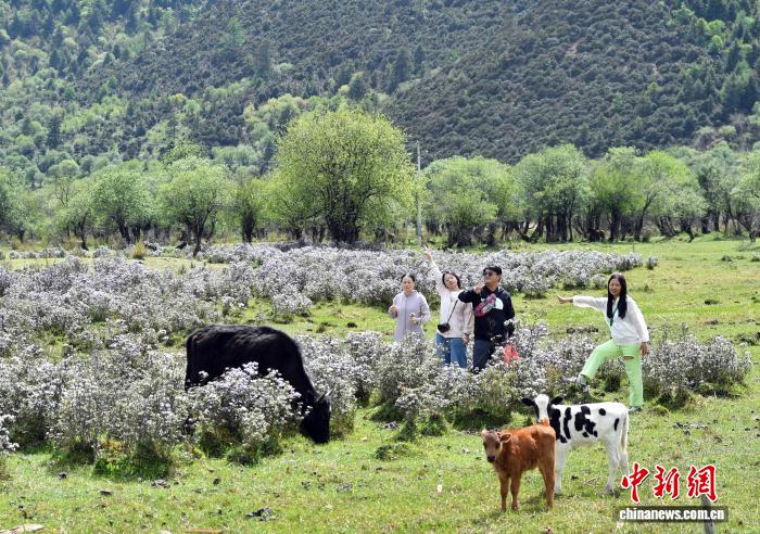 香格里拉山花爛漫游人如織
