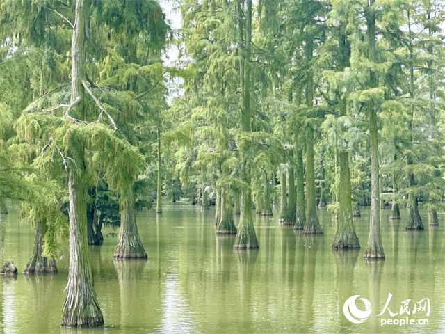 湖北省武漢漲渡湖濕地，池杉“破水而出”。人民網(wǎng)記者 張沛攝