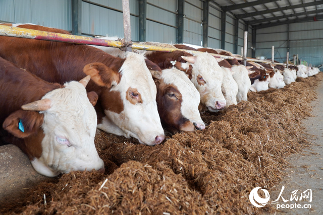 在思博農(nóng)業(yè)科技有限公司內(nèi)，肉牛正在吃秸稈轉(zhuǎn)化的飼料。人民網(wǎng)記者 陳若天攝