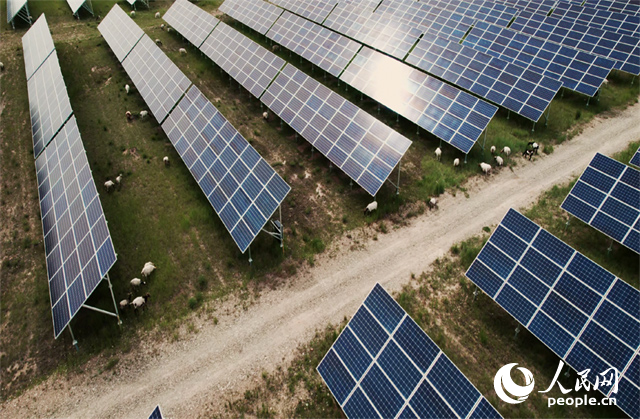 羊群在青海省海南州共和縣塔拉灘的光伏園區(qū)內(nèi)吃草。人民網(wǎng)記者 馬天翼攝