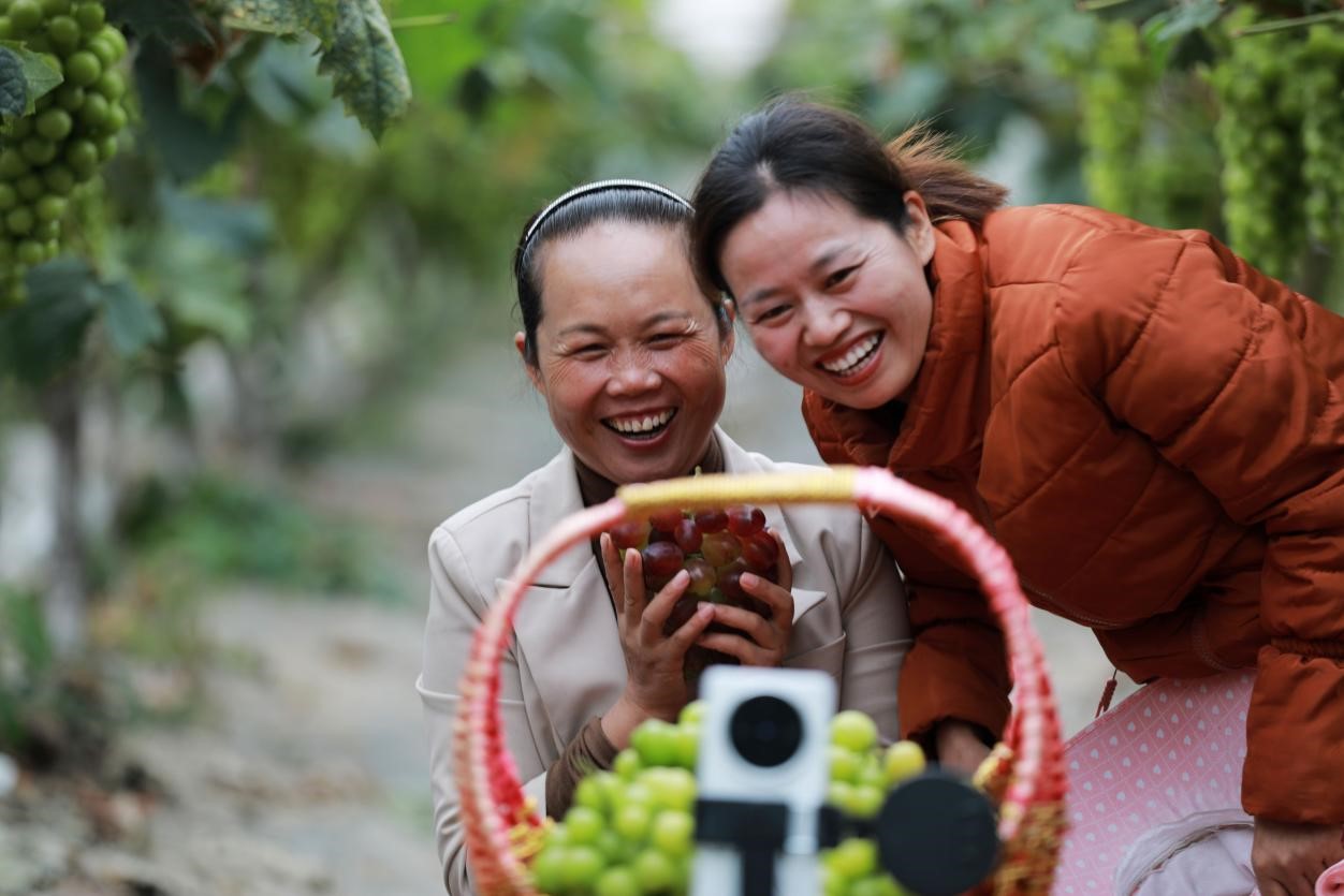 2024年10月6日，果農(nóng)在貴州省黔西市金碧鎮(zhèn)新蘭村葡萄園里進(jìn)行直播銷售。來源：人民圖片