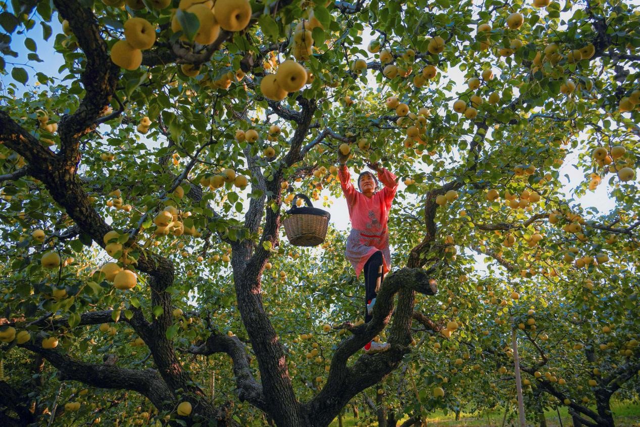2024年10月4日，安徽省宿州市碭山縣程莊鎮(zhèn)衡樓村百年老梨園里，梨農(nóng)在忙著采摘酥梨。來源:人民圖片