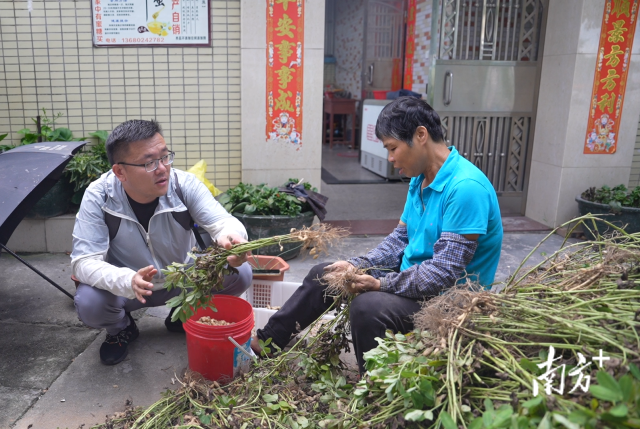 土地組成員張國強(qiáng)一邊幫村民做農(nóng)活一邊聊天。