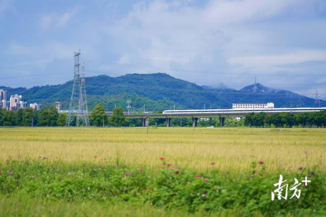高鐵掠過崖口村稻田。