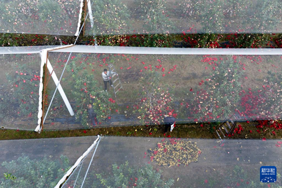 【高質(zhì)量發(fā)展看陜西】“上天”的延安蘋果，蘊藏哪些新質(zhì)生產(chǎn)力