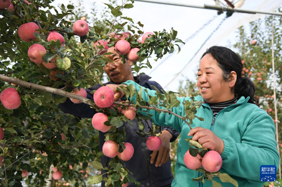【高質(zhì)量發(fā)展看陜西】“上天”的延安蘋果，蘊藏哪些新質(zhì)生產(chǎn)力