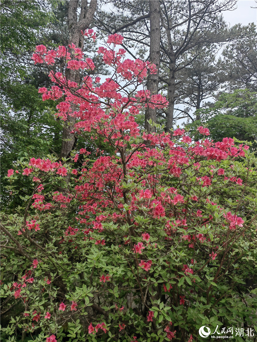 龜峰山頂?shù)亩霹N花還在開放。人民網(wǎng)記者 郭婷婷攝