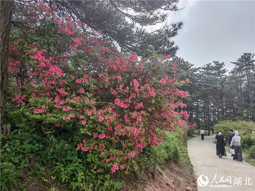龜峰山頂目前還有部分杜鵑在開放，像站好春天“最后一班崗”。人民網(wǎng)記者 郭婷婷攝
