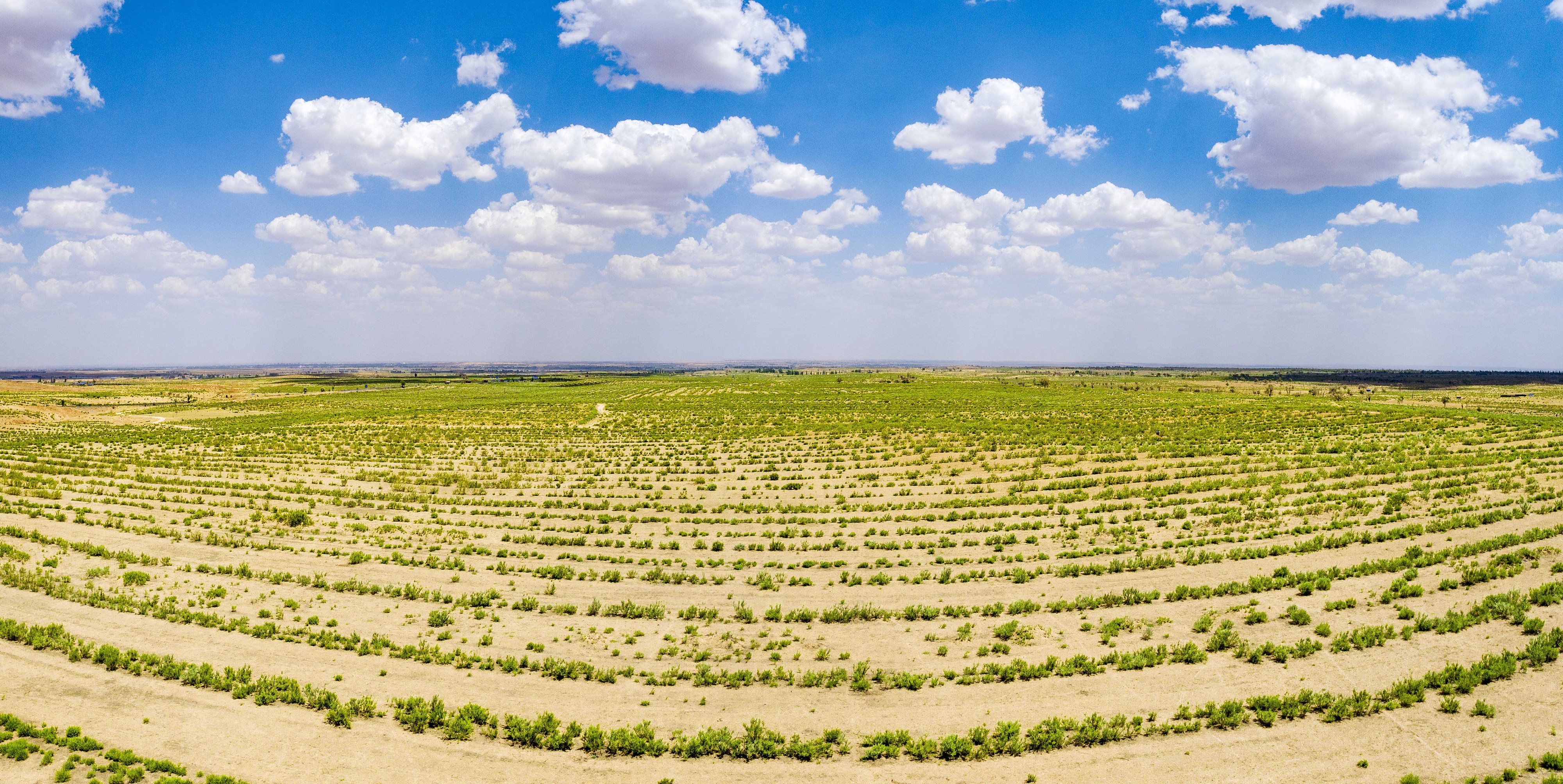 2023年6月7日，內(nèi)蒙古鄂爾多斯，毛烏素沙漠。