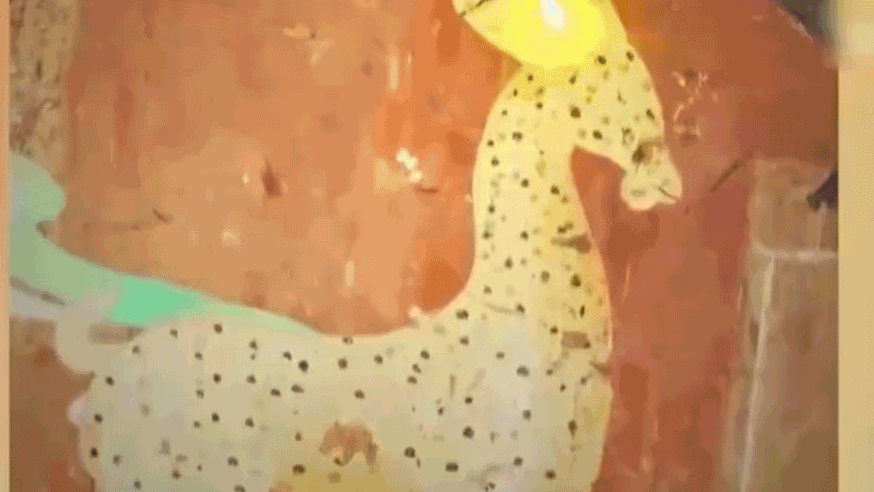 在全新技術支持下，敦煌莫高窟實現了窟內文物窟外看的新體驗。