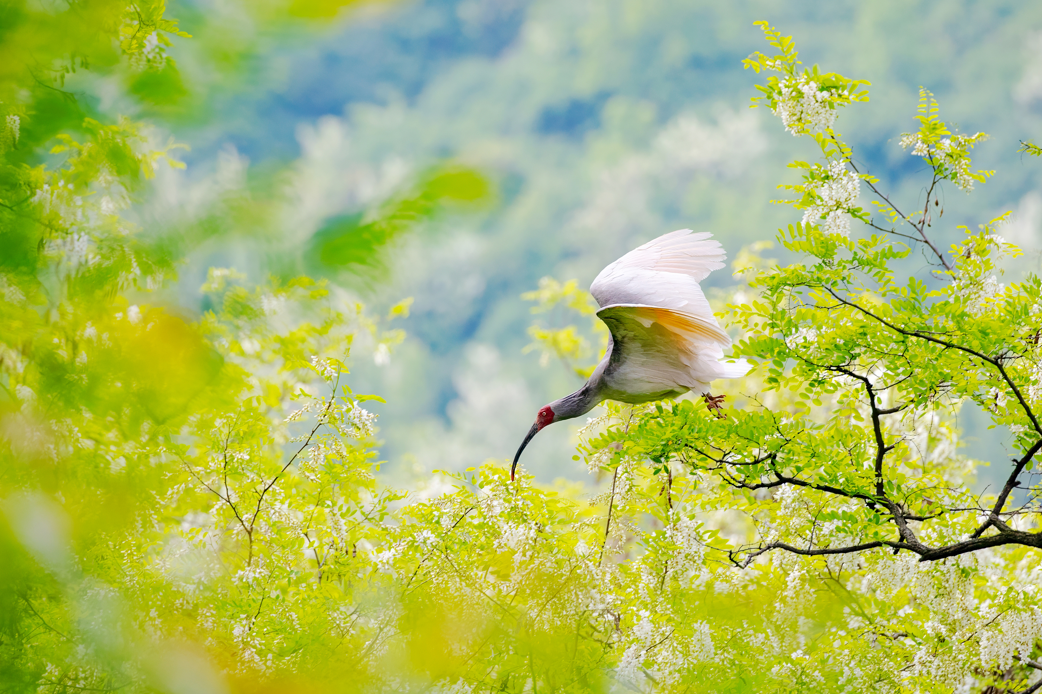 2024年5月2日，一只秦嶺以北野放朱鹮在陜西省銅川市耀州區(qū)沮河上游洋槐林中飛翔。