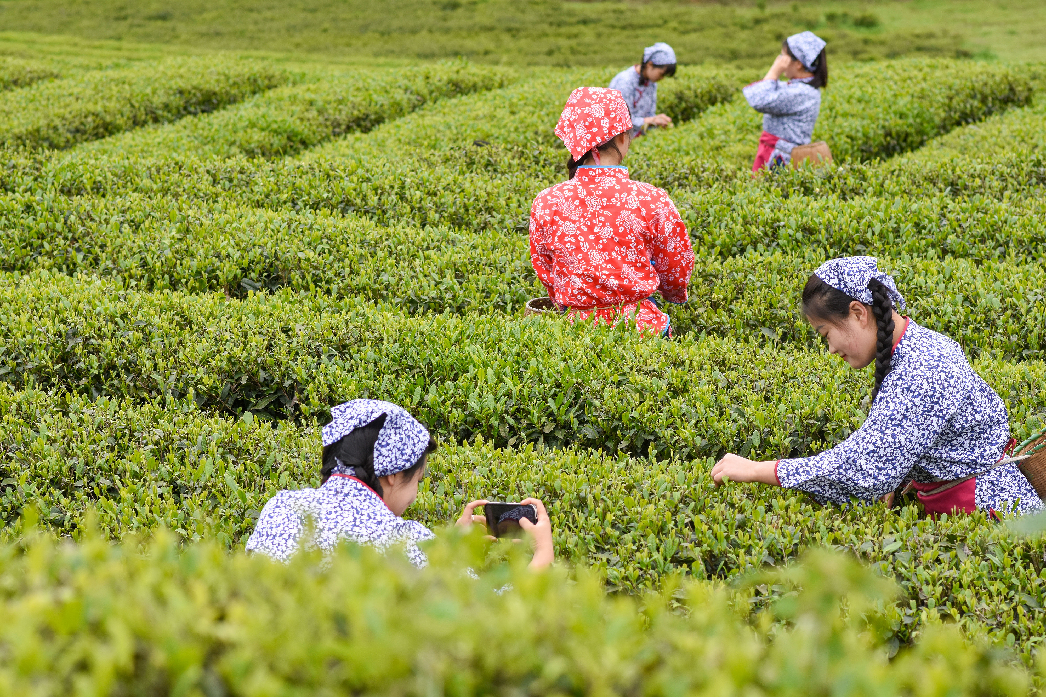 2023年4月6日，游客在貴州省銅仁市江口縣怒溪鎮(zhèn)駱象村生態(tài)茶園體驗(yàn)采茶樂(lè)趣。