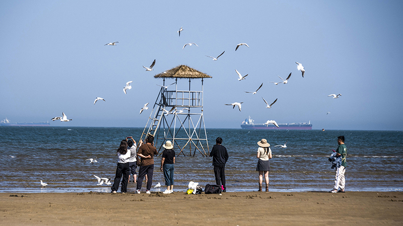 2024年5月12日，河北秦皇島，北戴河鴿子窩公園成群海鷗在天空中自由翱翔，與大海、藍天構(gòu)成了一幅美麗的畫卷。
