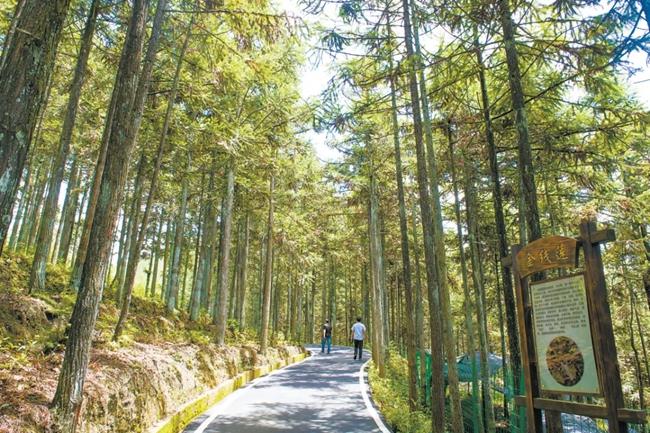 福建周寧縣黃振芳家庭林場。（圖源：央視新聞）