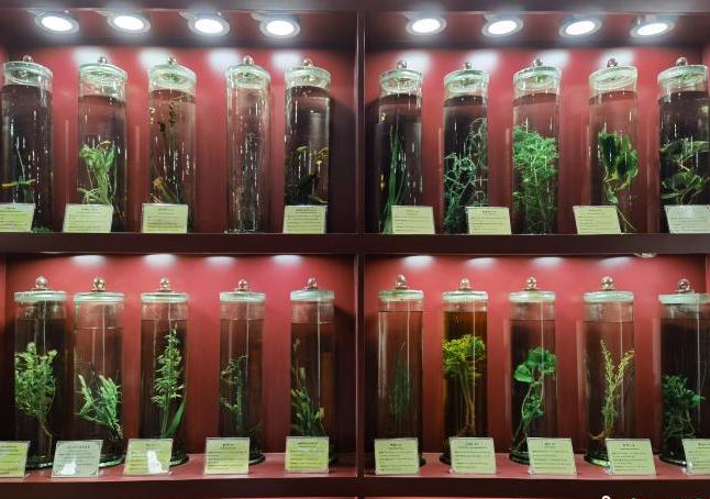 圖為藏藥藥材標本。　張海雯 攝.jpg