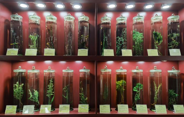 圖為藏藥藥材標本。???張海?? ??.jpg