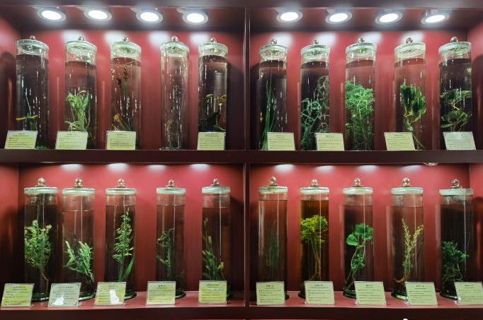 圖為藏藥藥材標(biāo)本。???張海?? ??.jpg