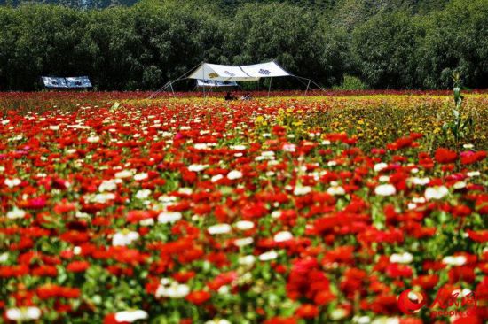 姆朵花海。次仁羅布 攝
