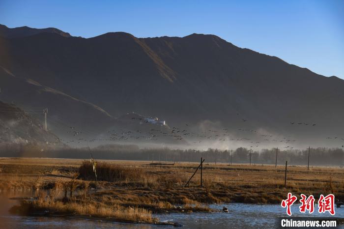 圖為拉薩市林周縣境內(nèi)飛翔的候鳥(niǎo)?！∝暩聛?lái)松 攝