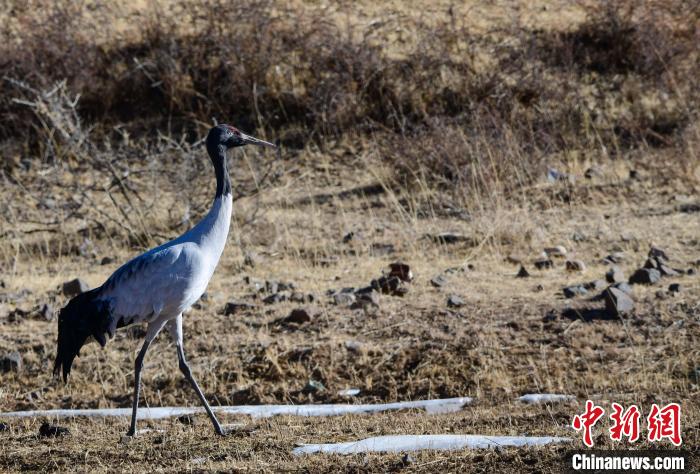 圖為一只黑頸鶴在拉薩市林周縣境內(nèi)田間覓食?！∝暩聛?lái)松 攝