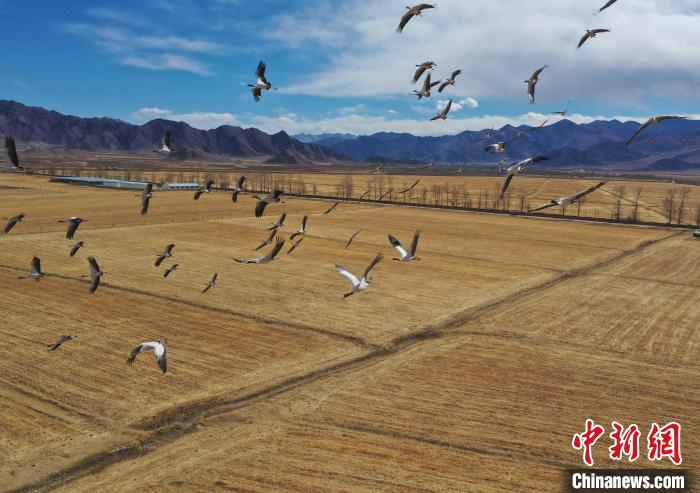 圖為黑頸鶴在拉薩市林周縣境內(nèi)飛翔?！∝暩聛?lái)松 攝