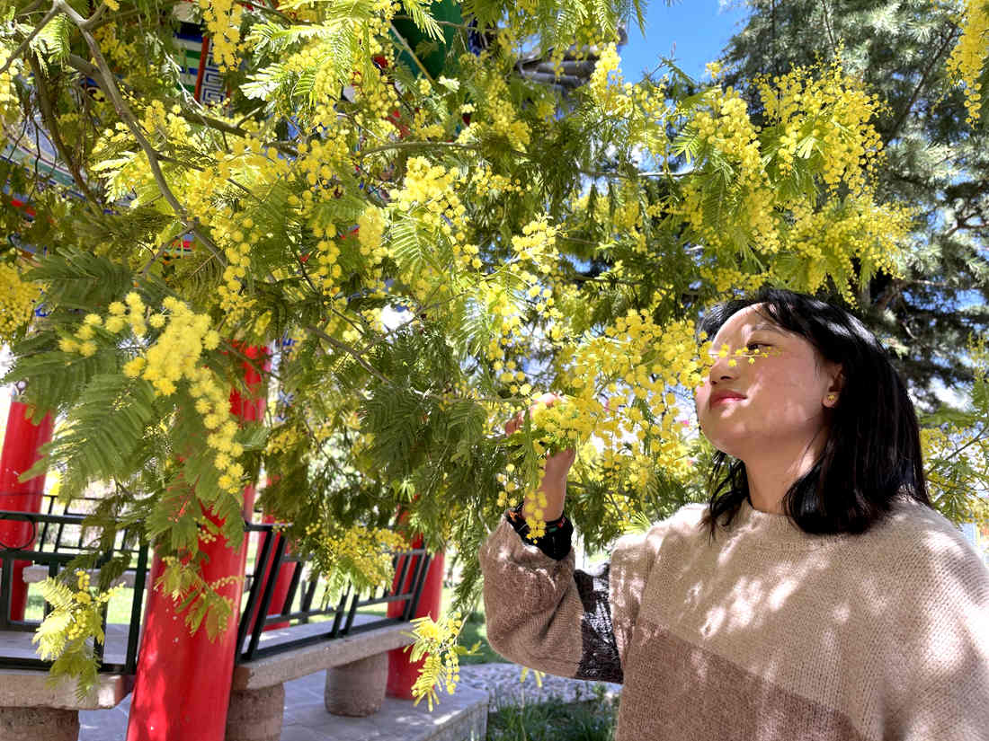 游客仔細(xì)觀賞黃絨絨的金合歡花。