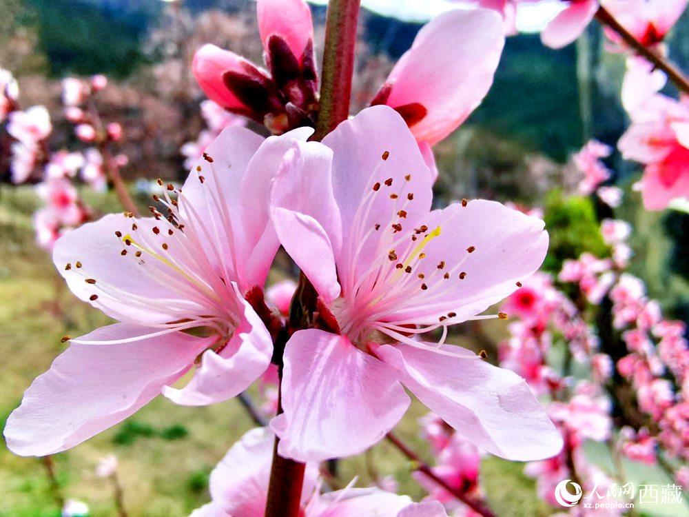 林芝桃花開(kāi)。人民網(wǎng) 李海霞攝
