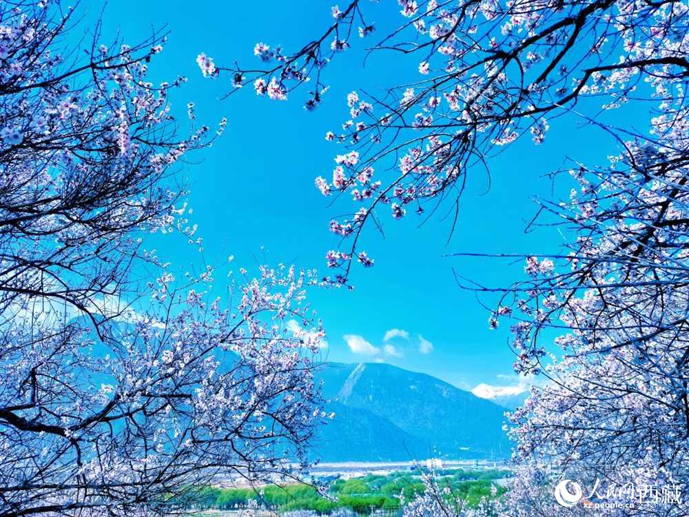 桃花在藍(lán)天白云的映襯下分外好看。人民網(wǎng) 李海霞攝