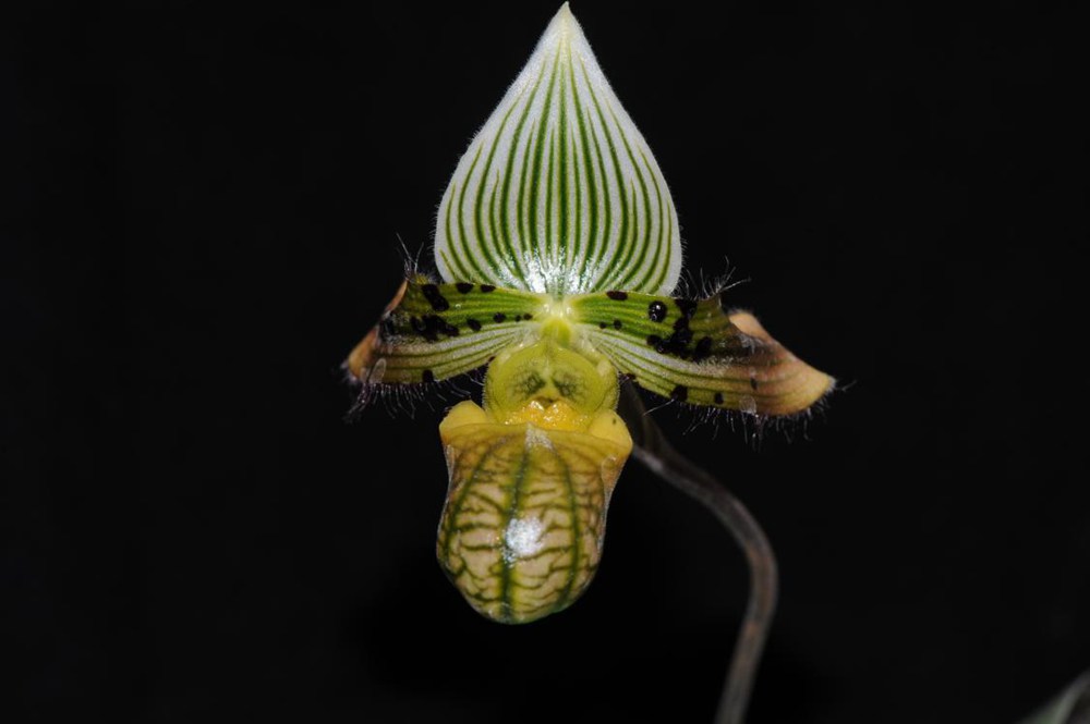 秀麗兜蘭。金效華攝