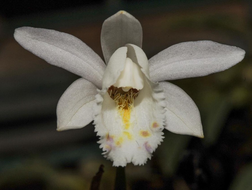 毛唇獨(dú)蒜蘭。 金效華攝