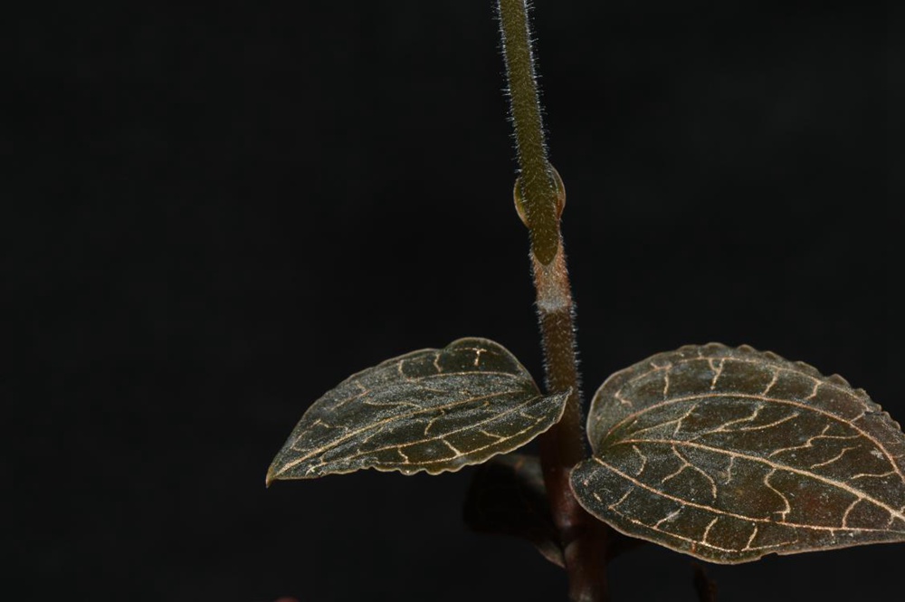 墨脫金線蘭。金效華攝