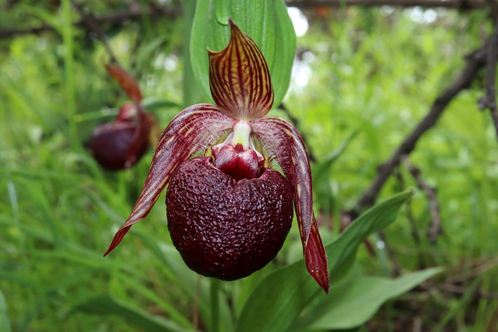 波密灼蘭。王翰臣攝