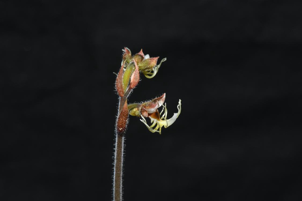 墨脫金線蘭。金效華攝