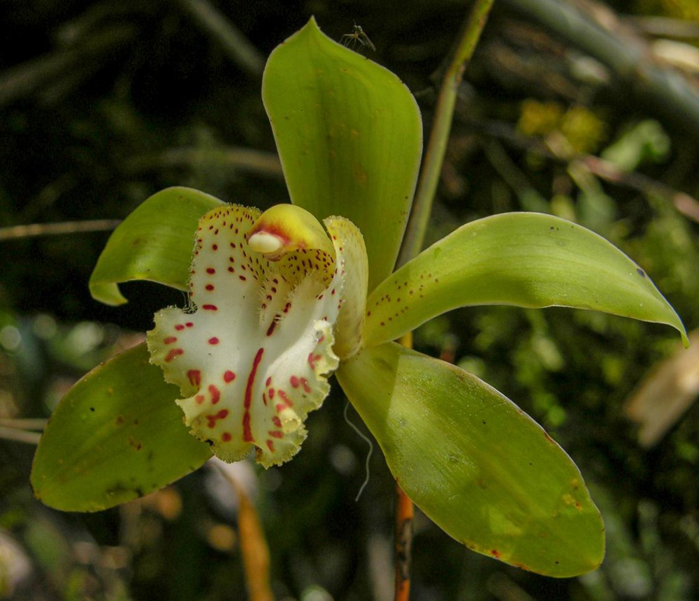 虎頭蘭。金效華攝