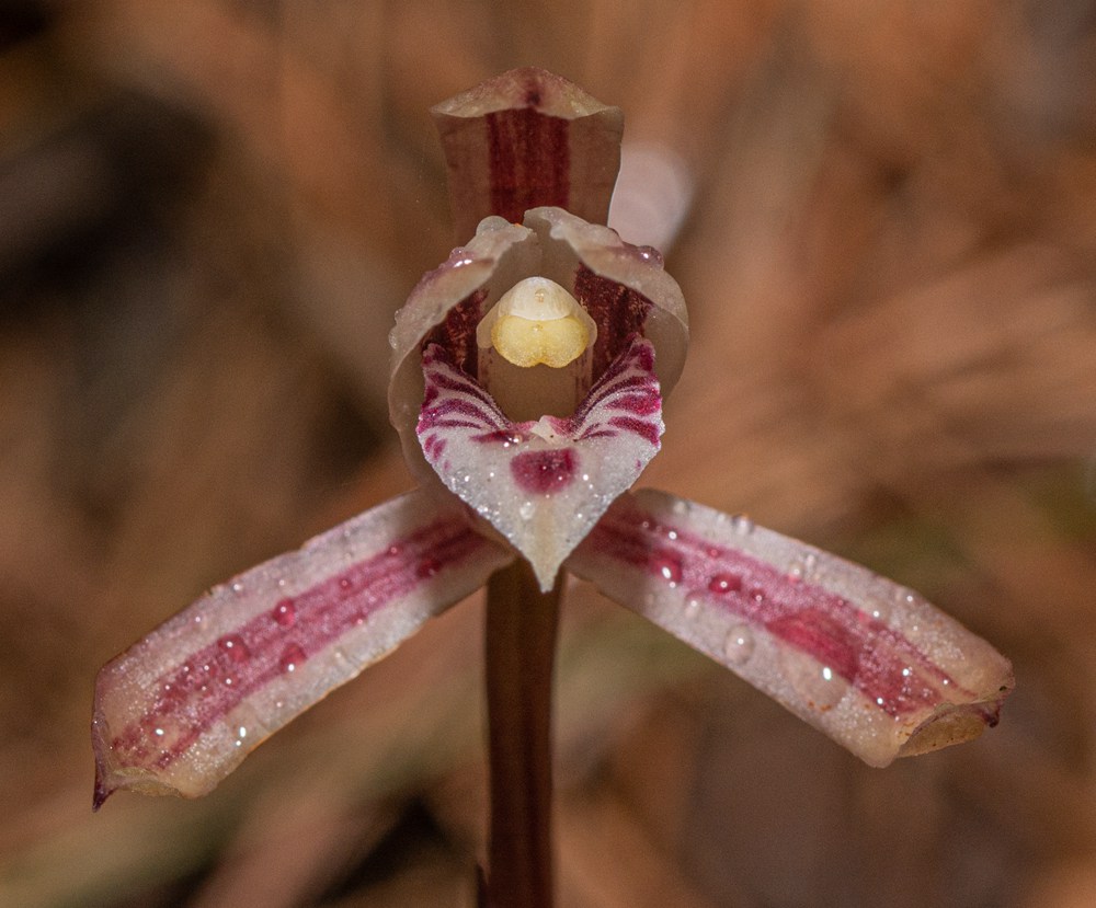 大根蘭。葉超攝