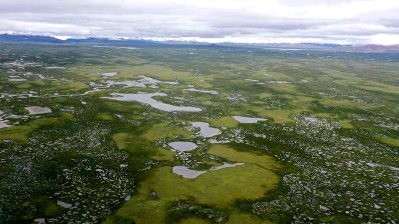 麥地卡濕地。