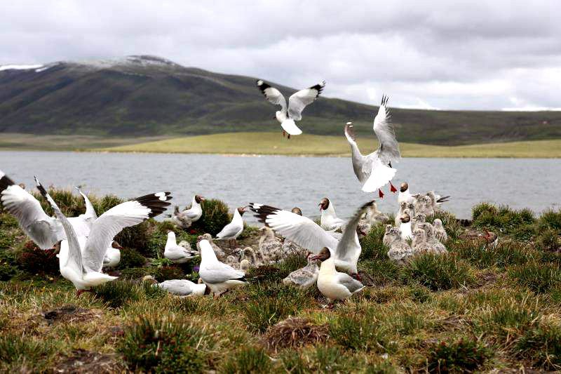 棲息的候鳥。