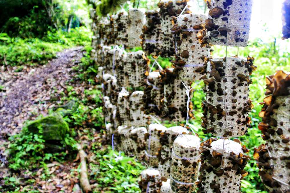 生長中的木耳。次仁央宗攝