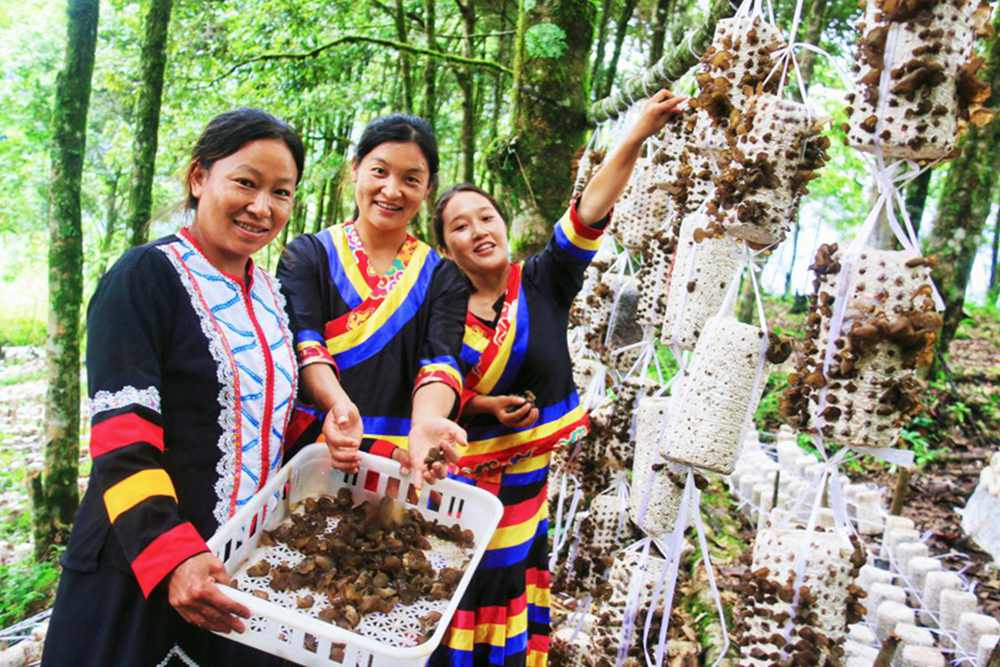 木耳產(chǎn)量頗豐。次仁央宗攝