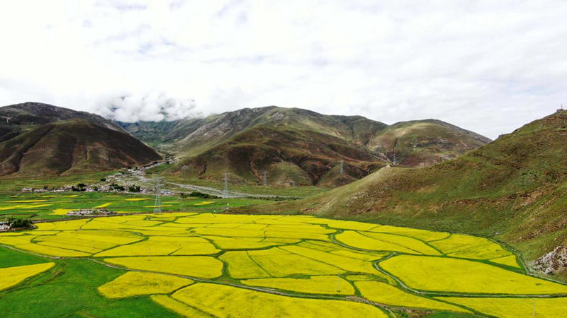 金燦燦的油菜花。洛克攝